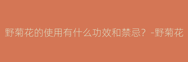野菊花的使用有什么功效和禁忌？-野菊花